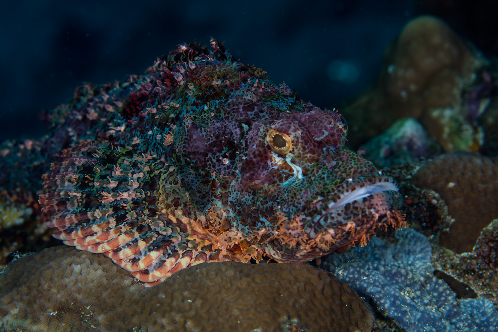 A scorpionfish in profile, Bunaken