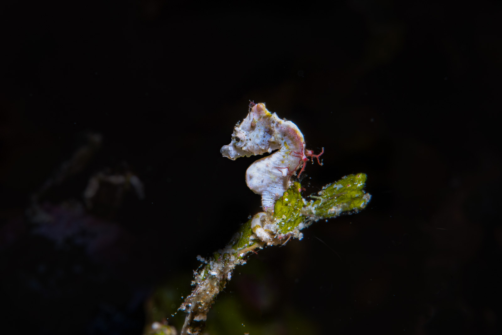 A seahorse, Bunaken