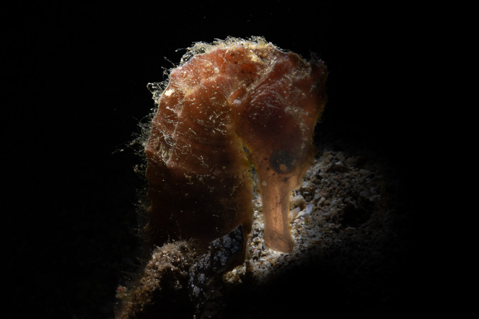 Bunaken