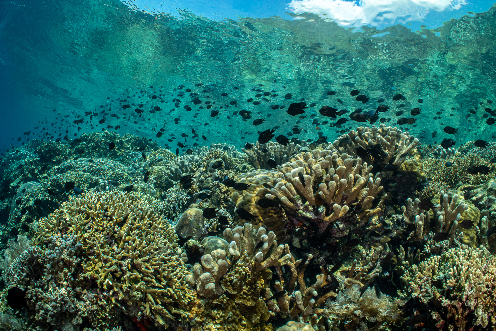 Hard coral in the shallows, Bunaken