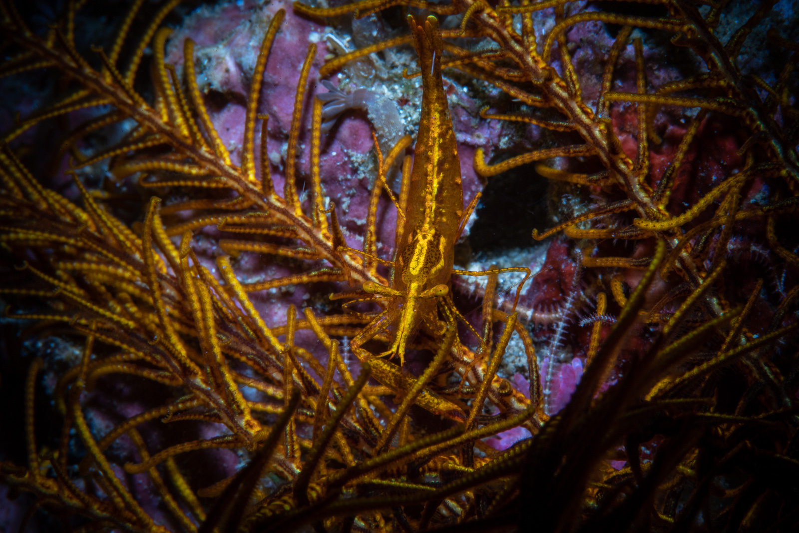 Black coral, Bunaken