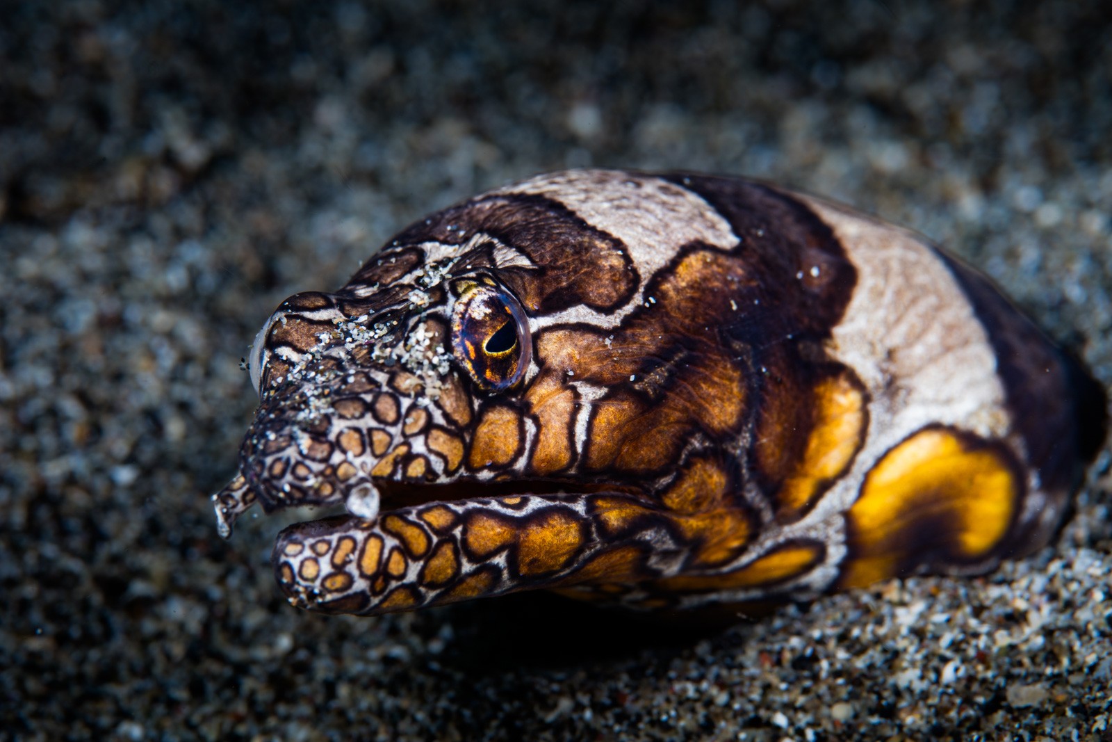 Snake eel head on sand, bold pattern, Bunaken