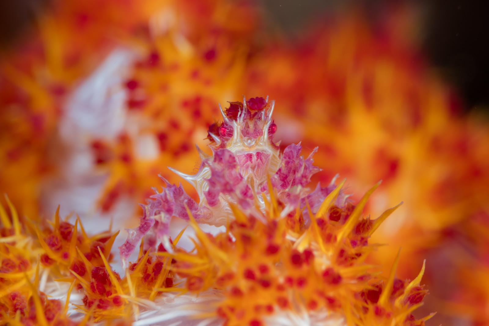 A soft coral crab on its host, Bunaken
