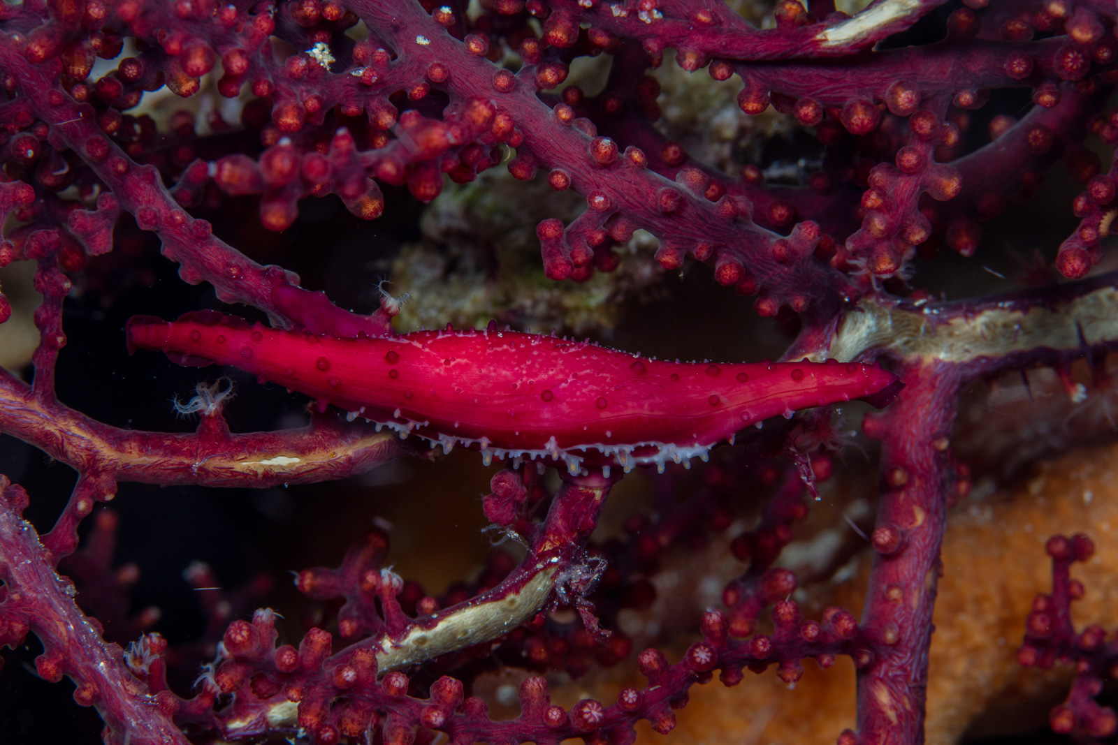 Bunaken