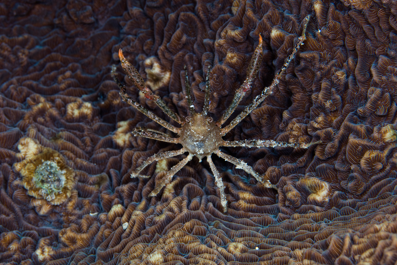 A spider crab on coral, Bunaken