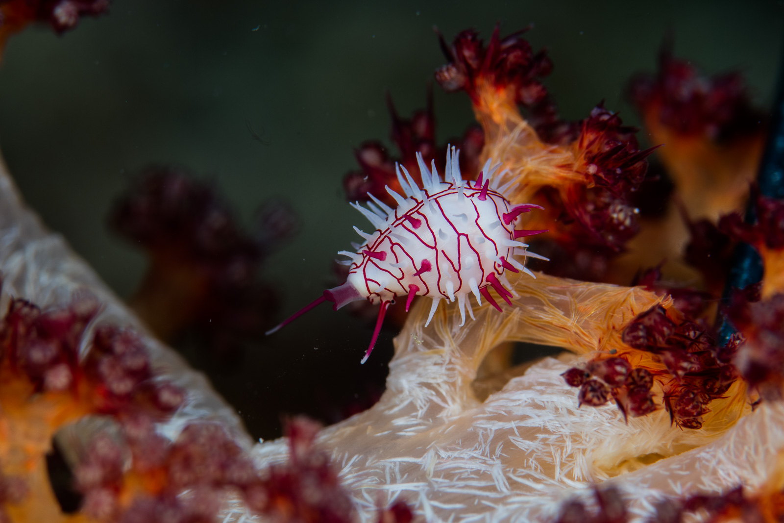 A spindle cowrie, Bunaken