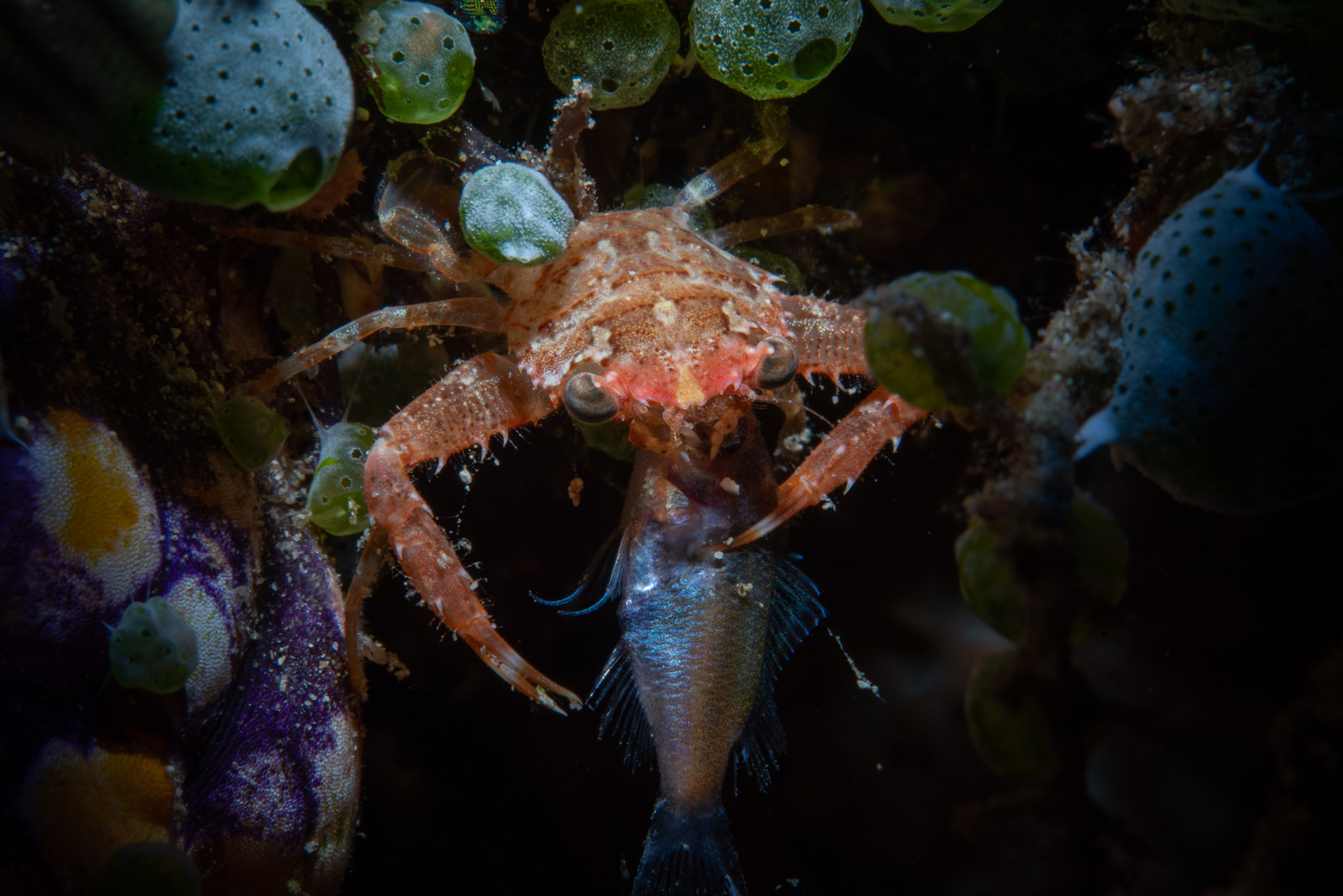 A squat lobster feeding, Bunaken