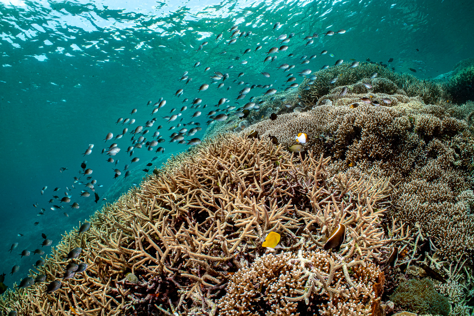 Bunaken