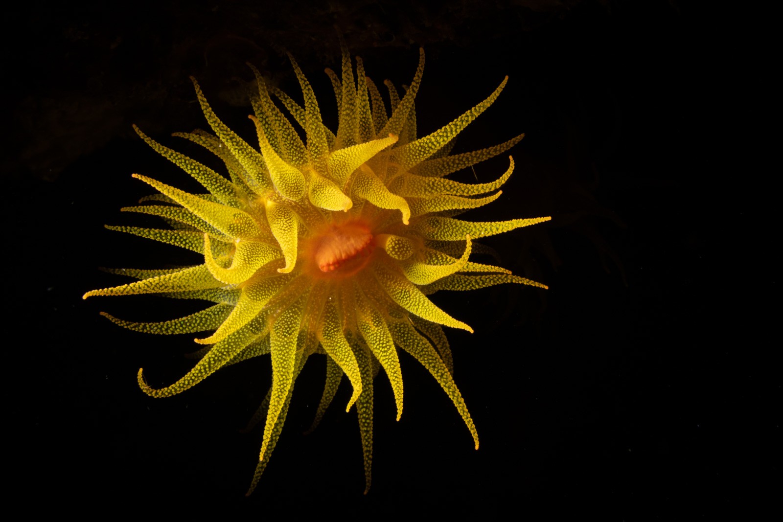 Sun coral polyp, Tubastraea, snooted, Bunaken