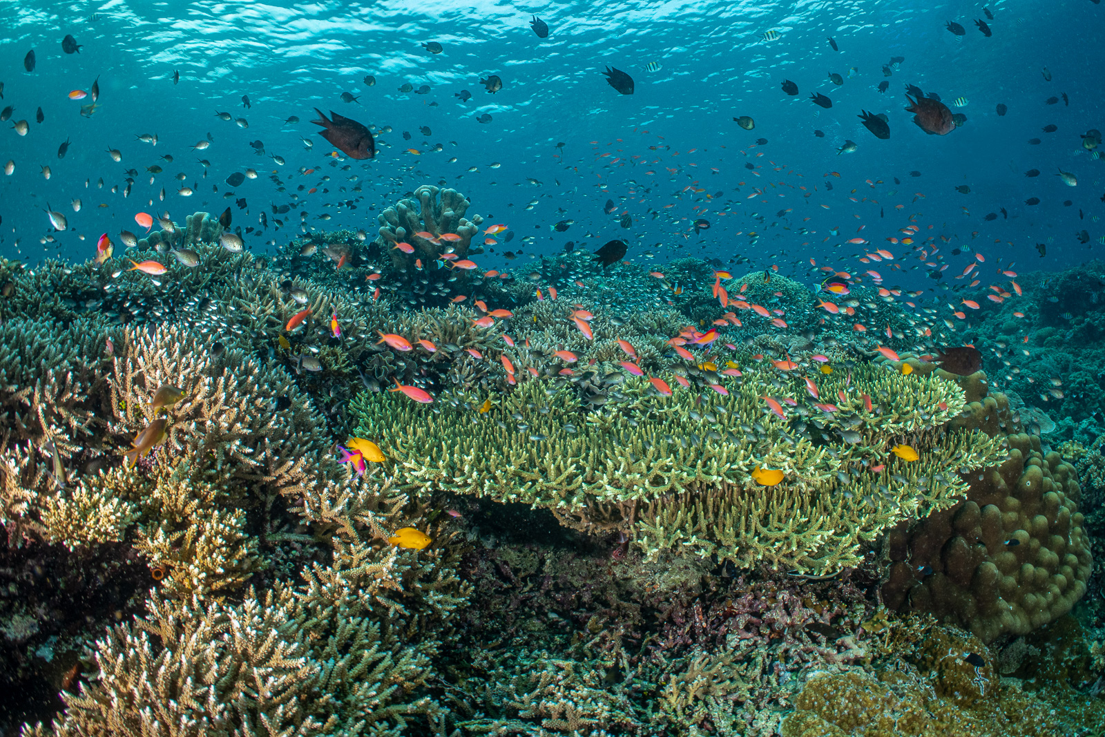 A table coral, Bunaken