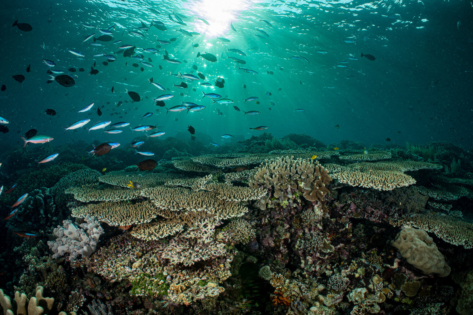 Table corals, Bunaken