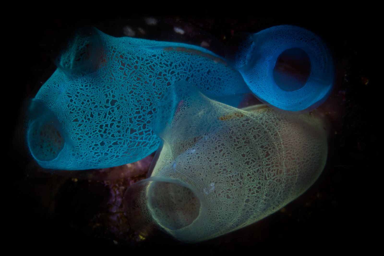 Tunicates lit from behind, Bunaken