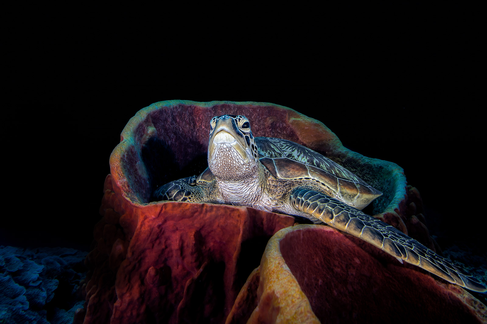 Turtle barrel sponge, Bunaken