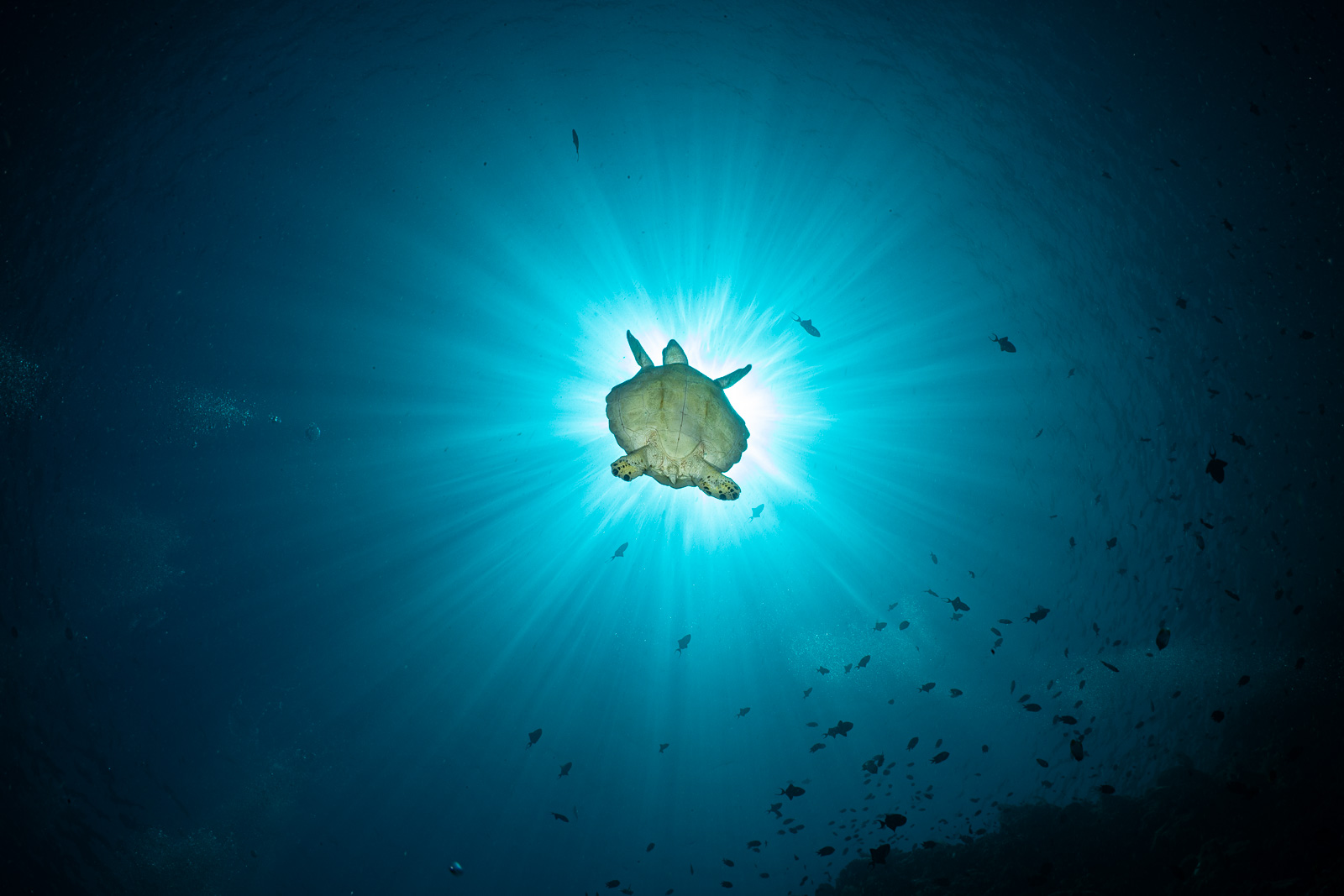 Turtle sunburst, Bunaken