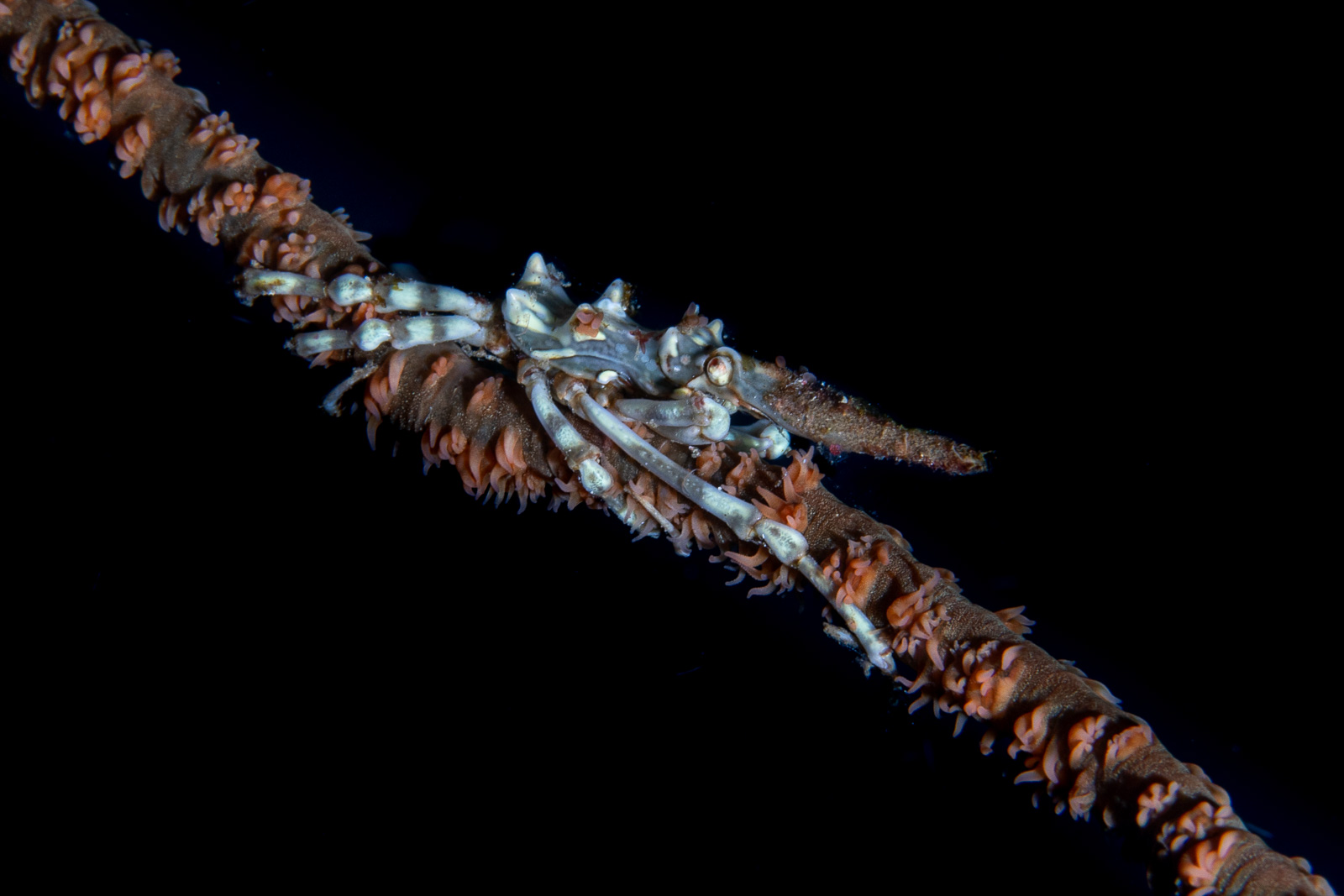 A whip coral, Bunaken