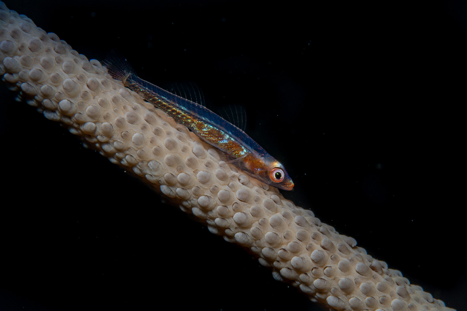 A whip coral goby, Bunaken