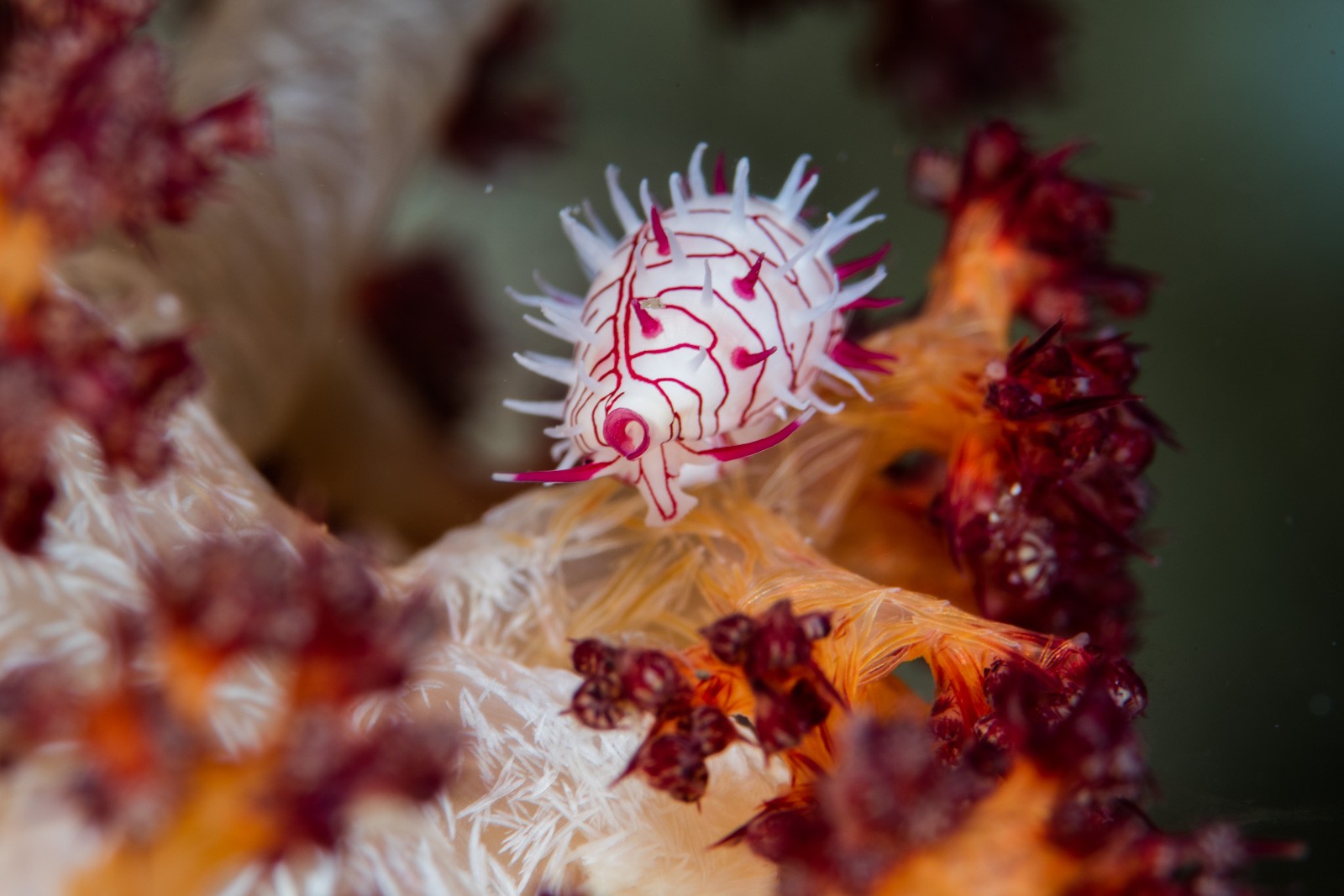 White nudibranch with red lines on soft coral, Bunaken