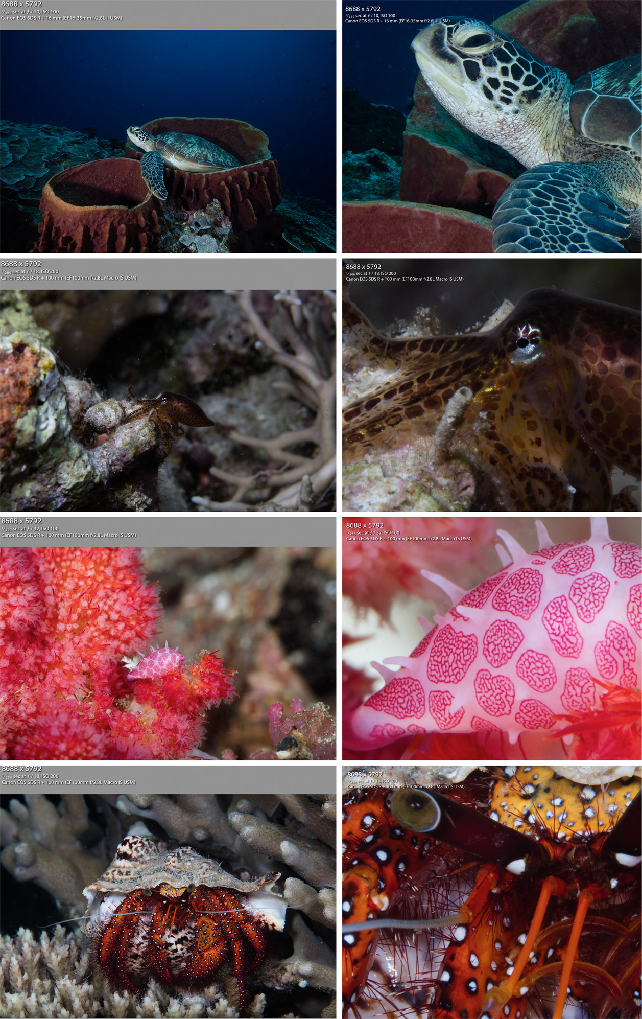 Four macro frames at different apertures with matching one-to-one crops