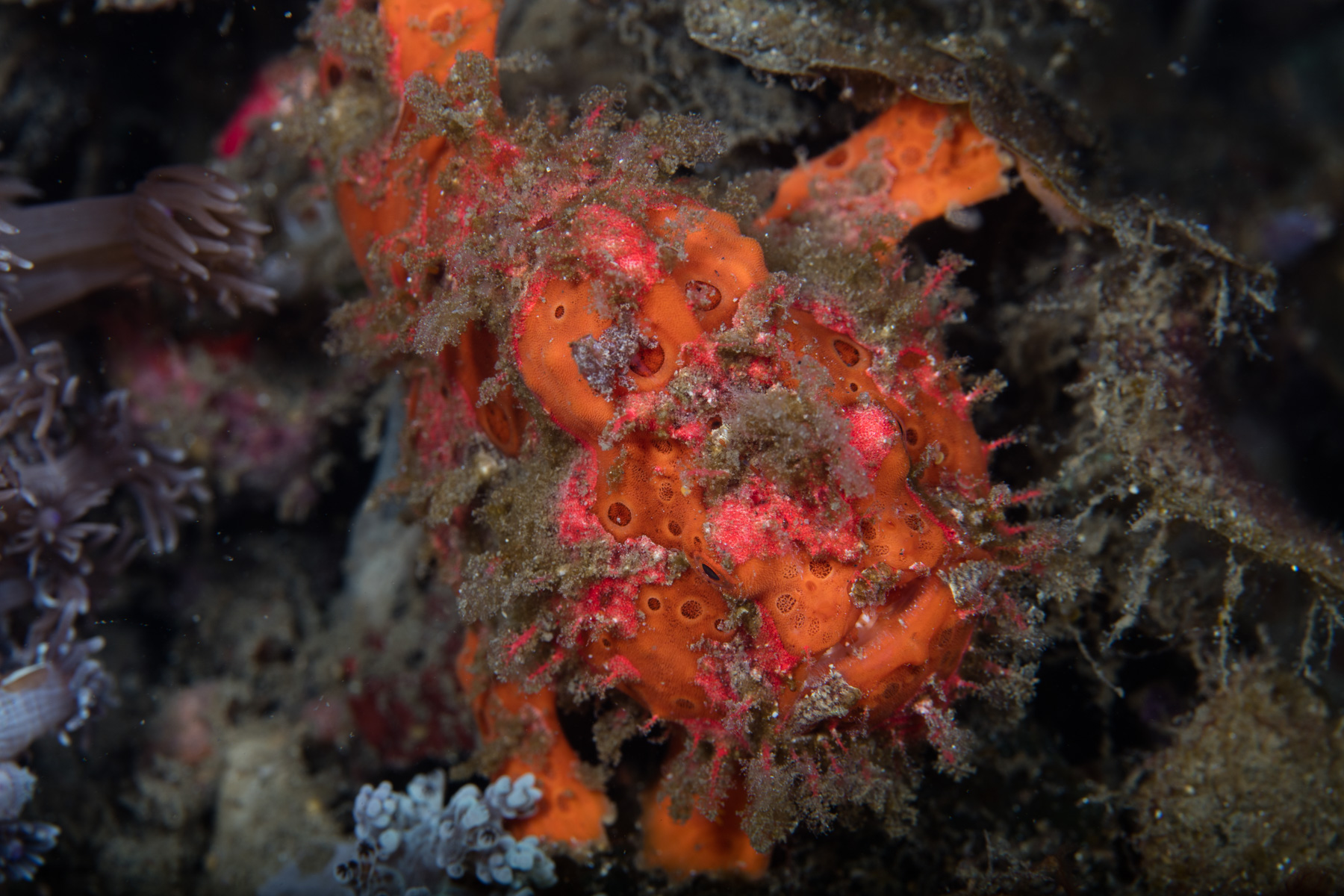 A frogfish photographed in Lembeh Strait at f/13