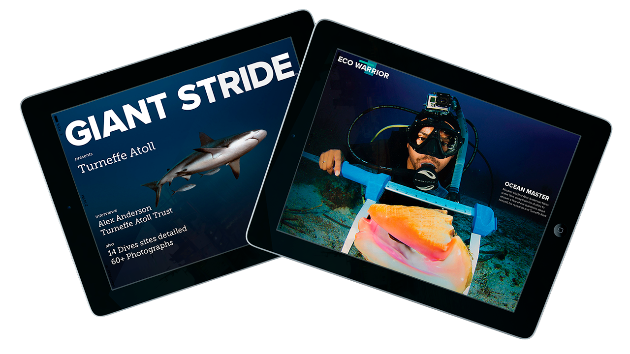 Giant Stride, a digital magazine on two tablets: the Turneffe Atoll issue and an interview with a marine researcher measuring a conch
