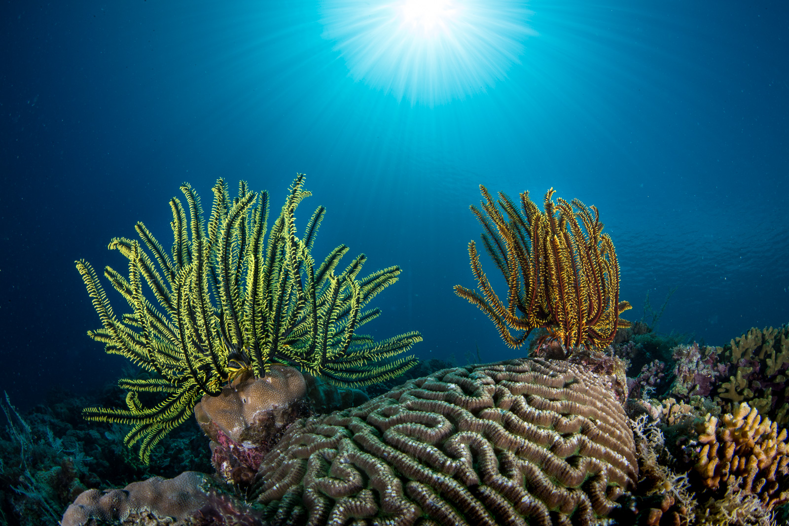 Apo Island, Negros Oriental, Philippines