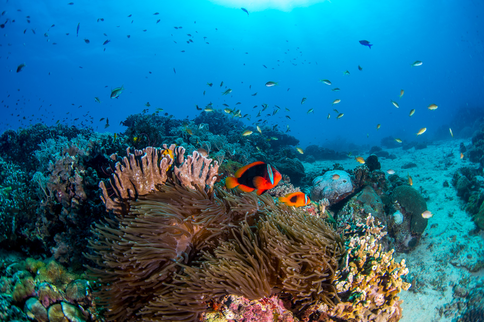 Apo Island