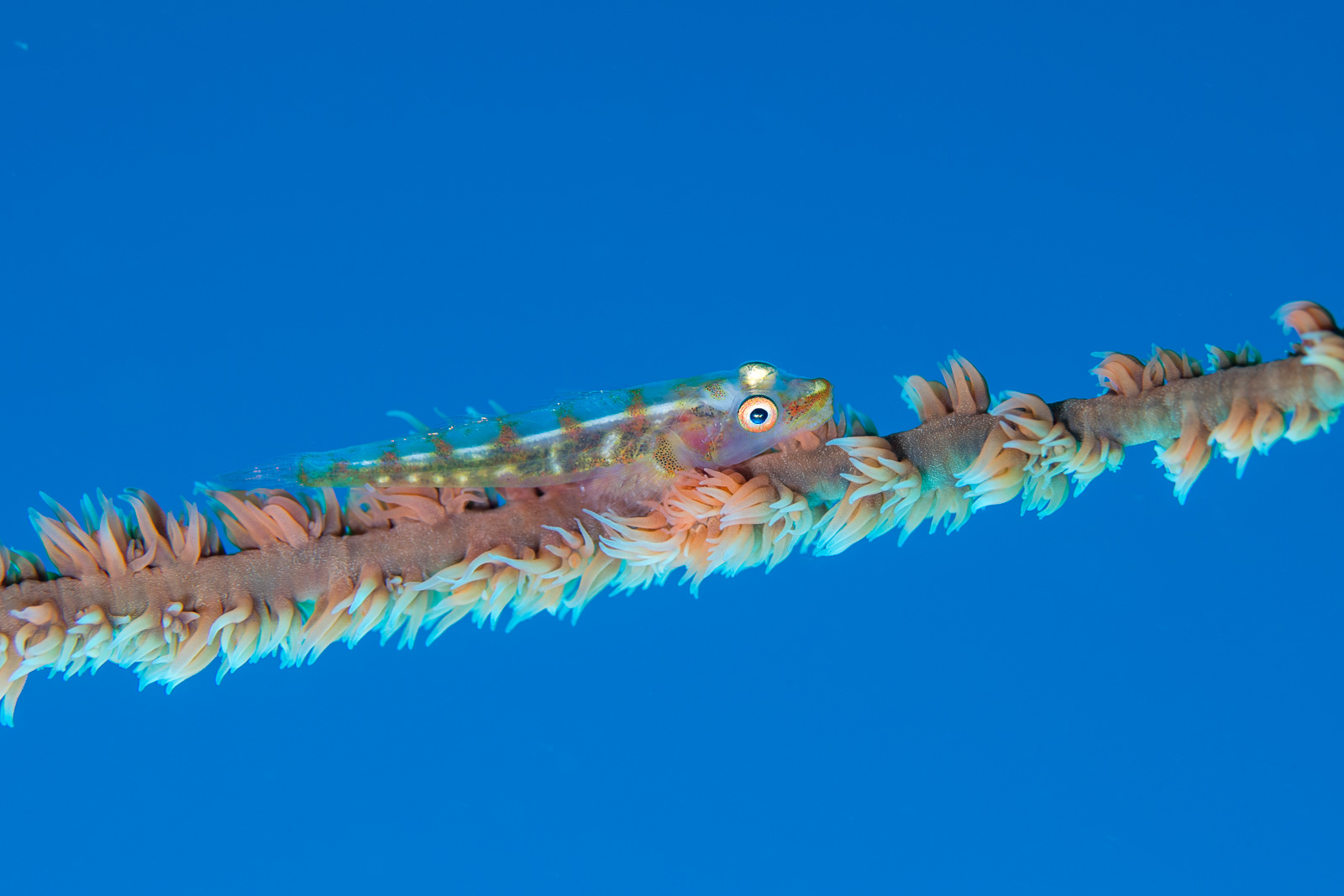 Whip coral goby, Apo Island
