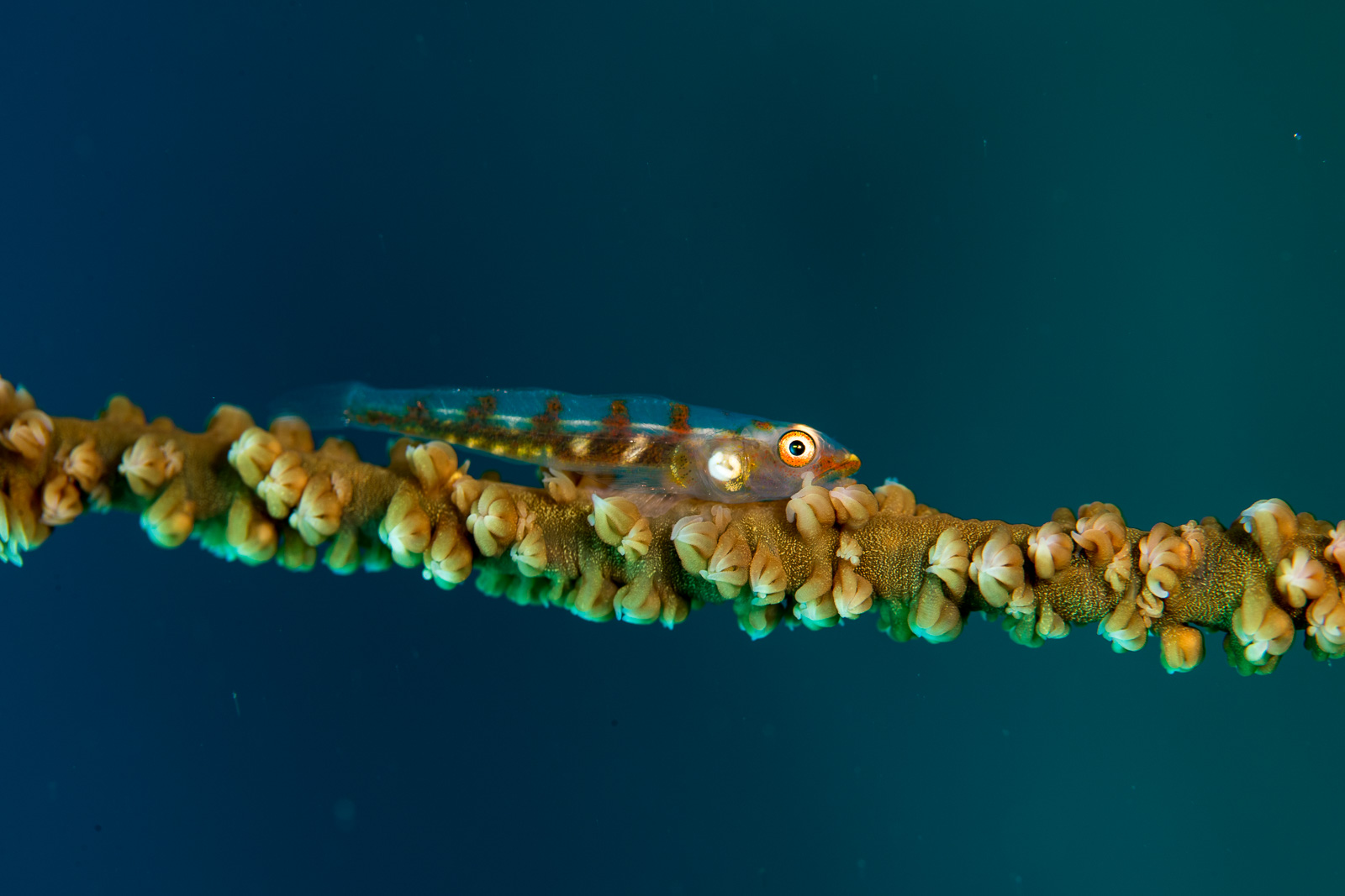 A whip coral against teal water, Apo Island