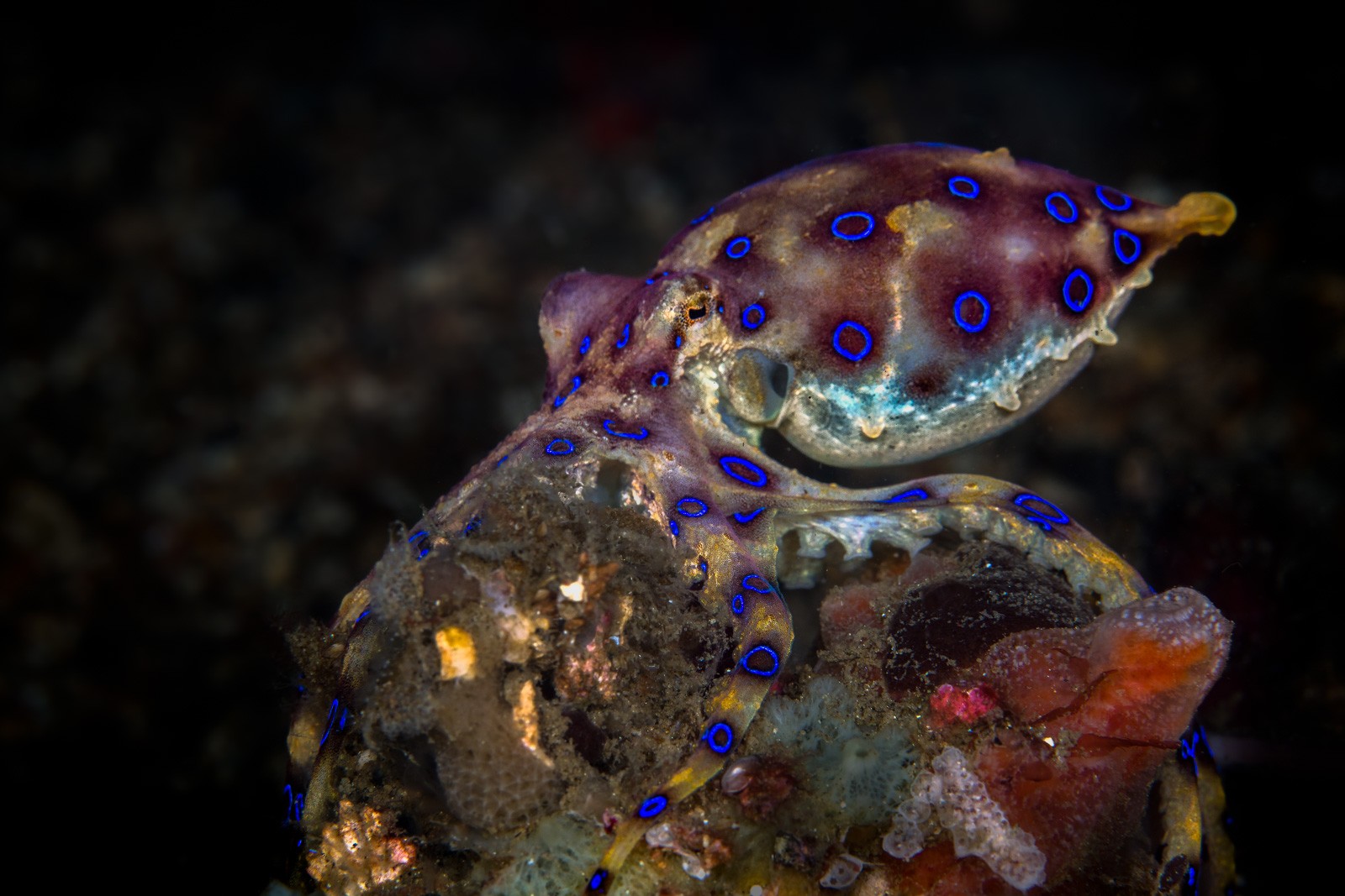 Blue-ringed octopus on rubble, Dauin