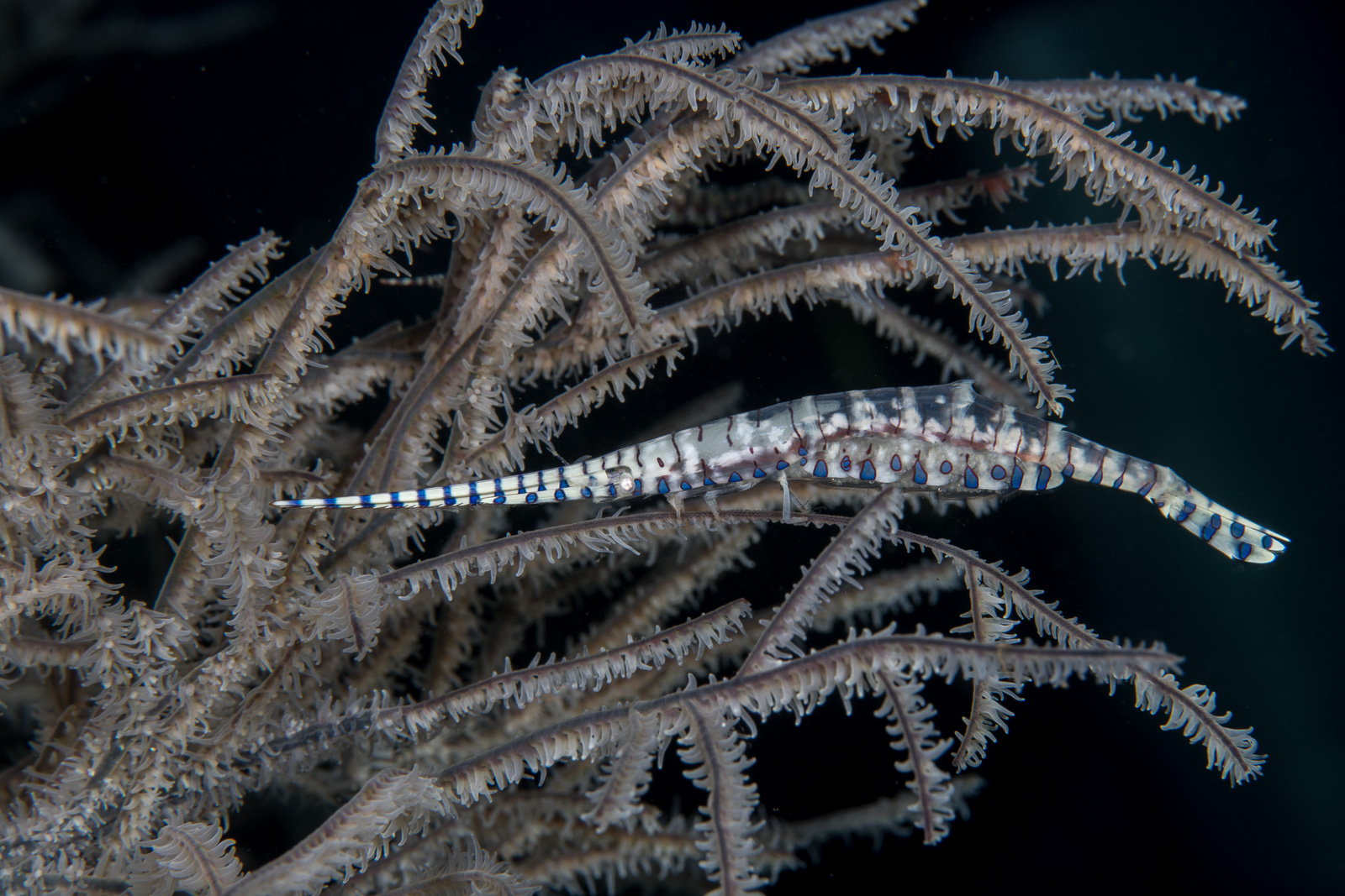 A spotted pipefish in blue water, Dauin