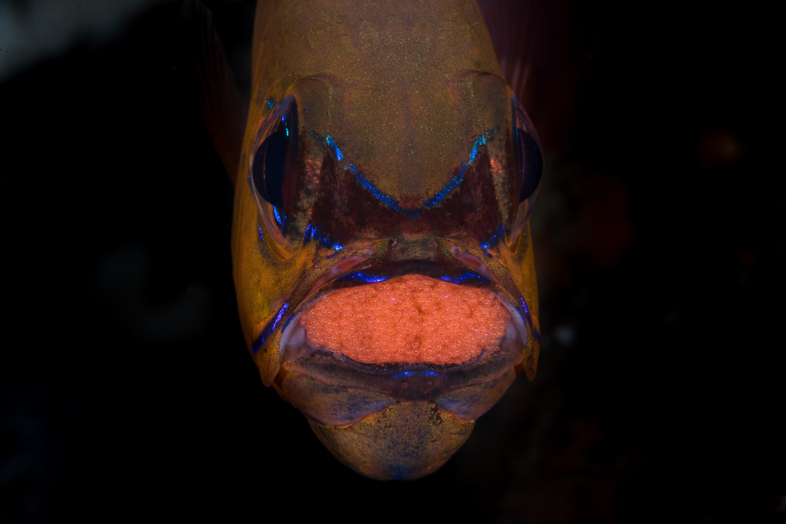 A cardinalfish holding eggs, head-on and filling the frame, Dauin