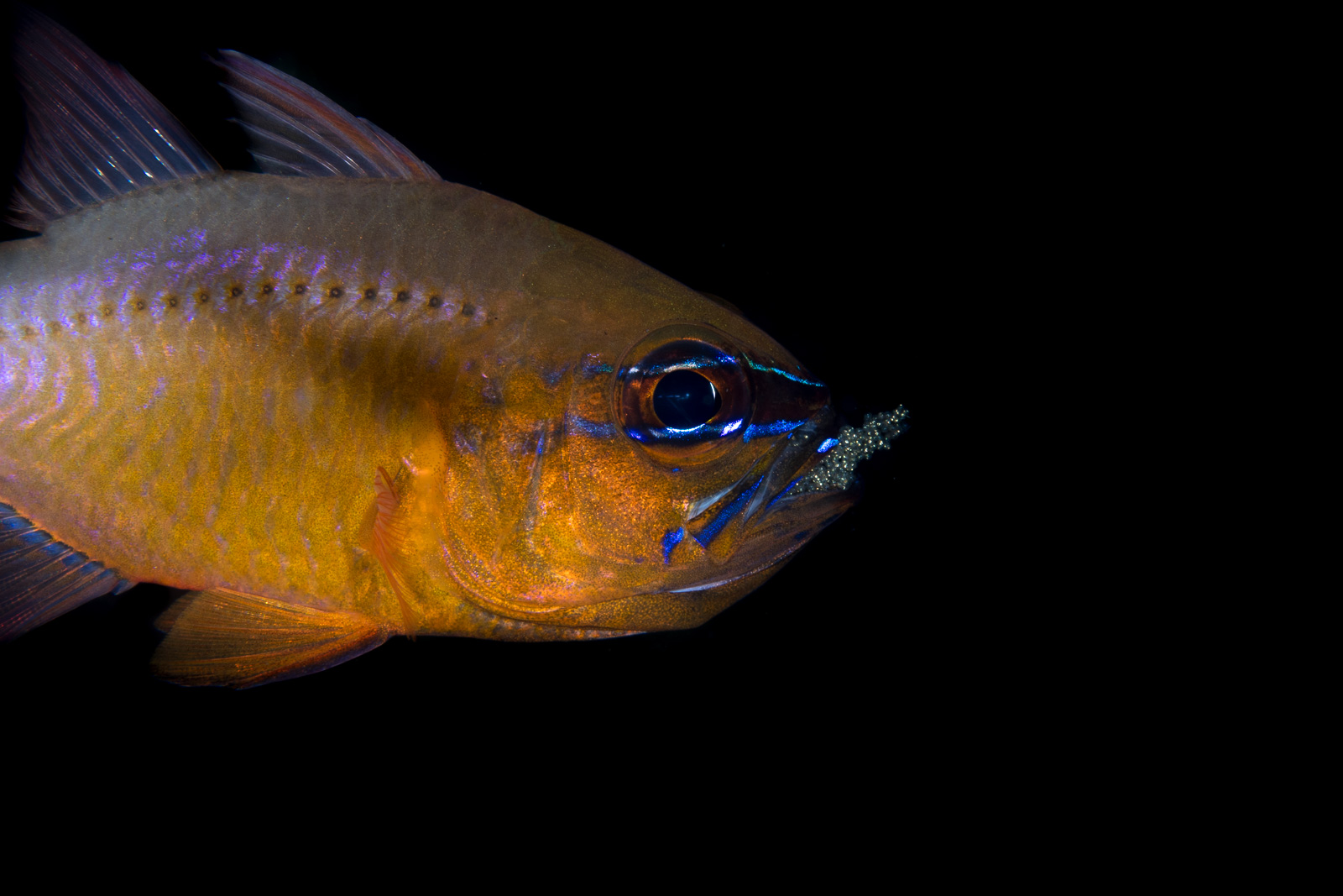 Cardinalfish guarding eggs, in profile, Dauin