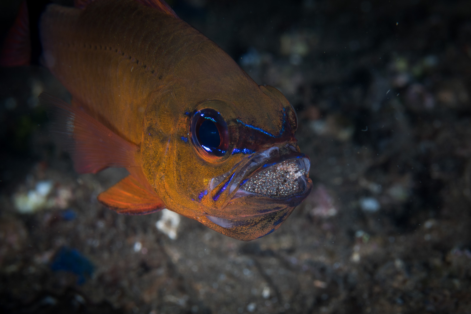 Apo Island