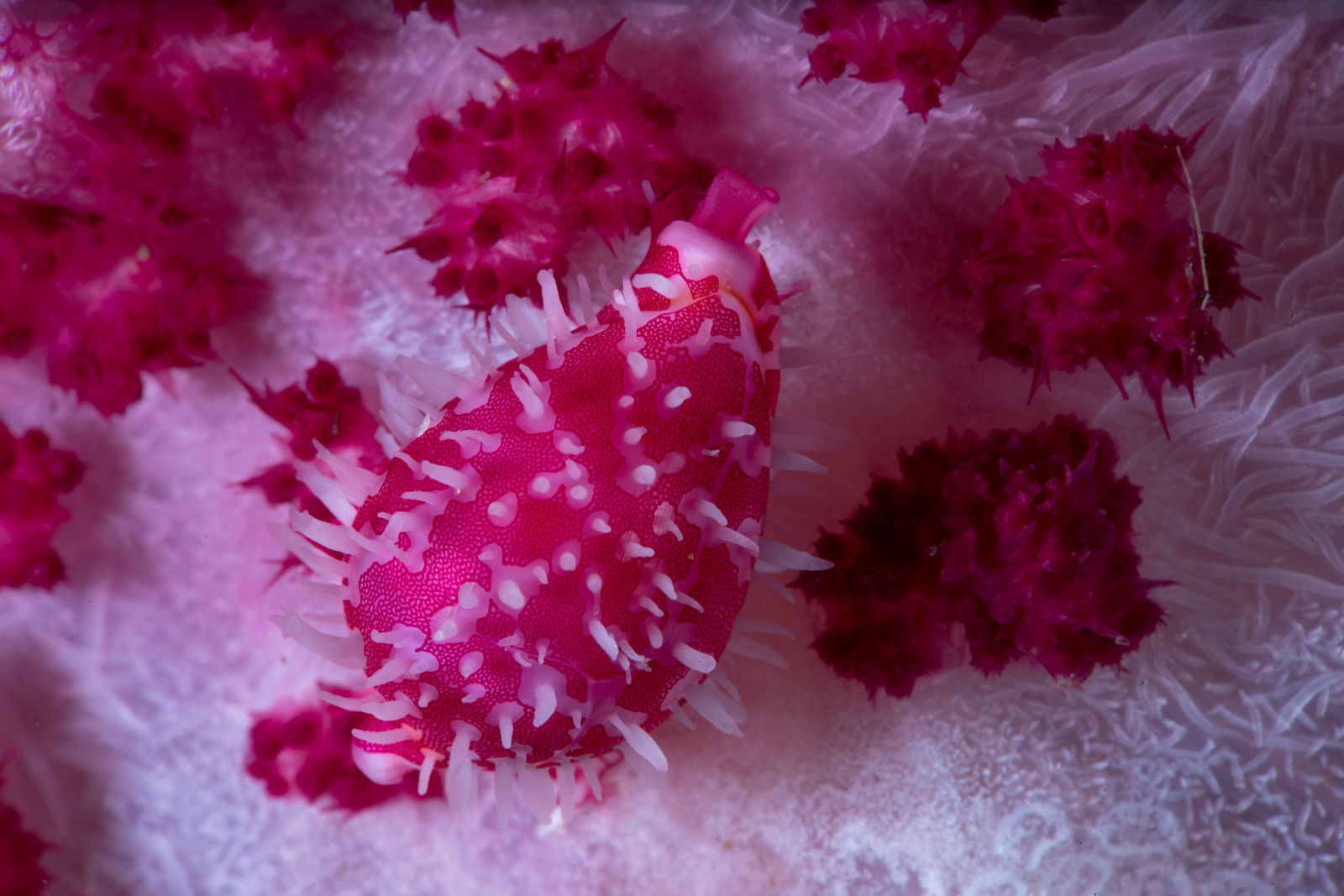 A cowrie on magenta soft coral, Dauin