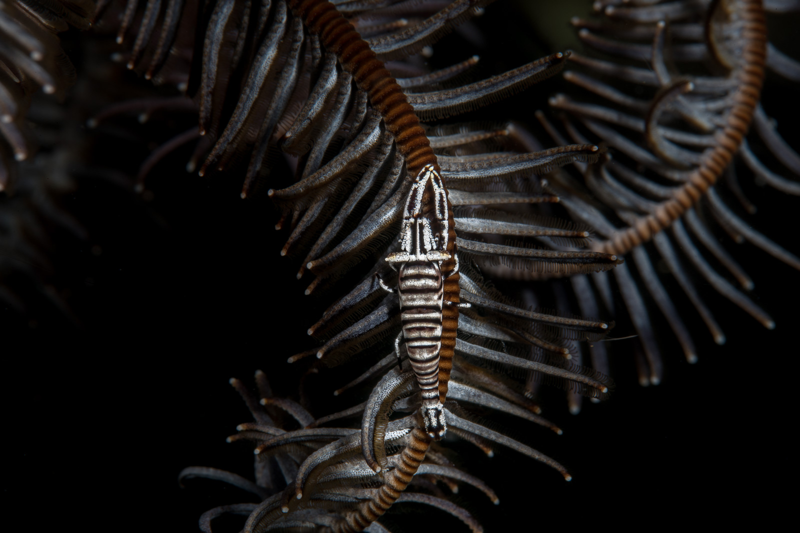 A crinoid, Dauin