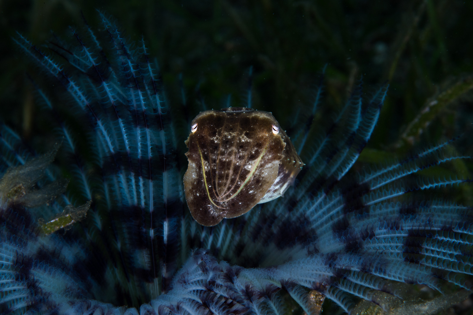 A cuttlefish in a crinoid, Dauin