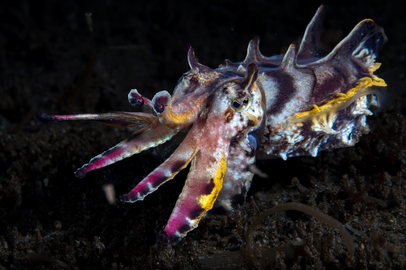 A flamboyant cuttlefish with its arms up, Dauin