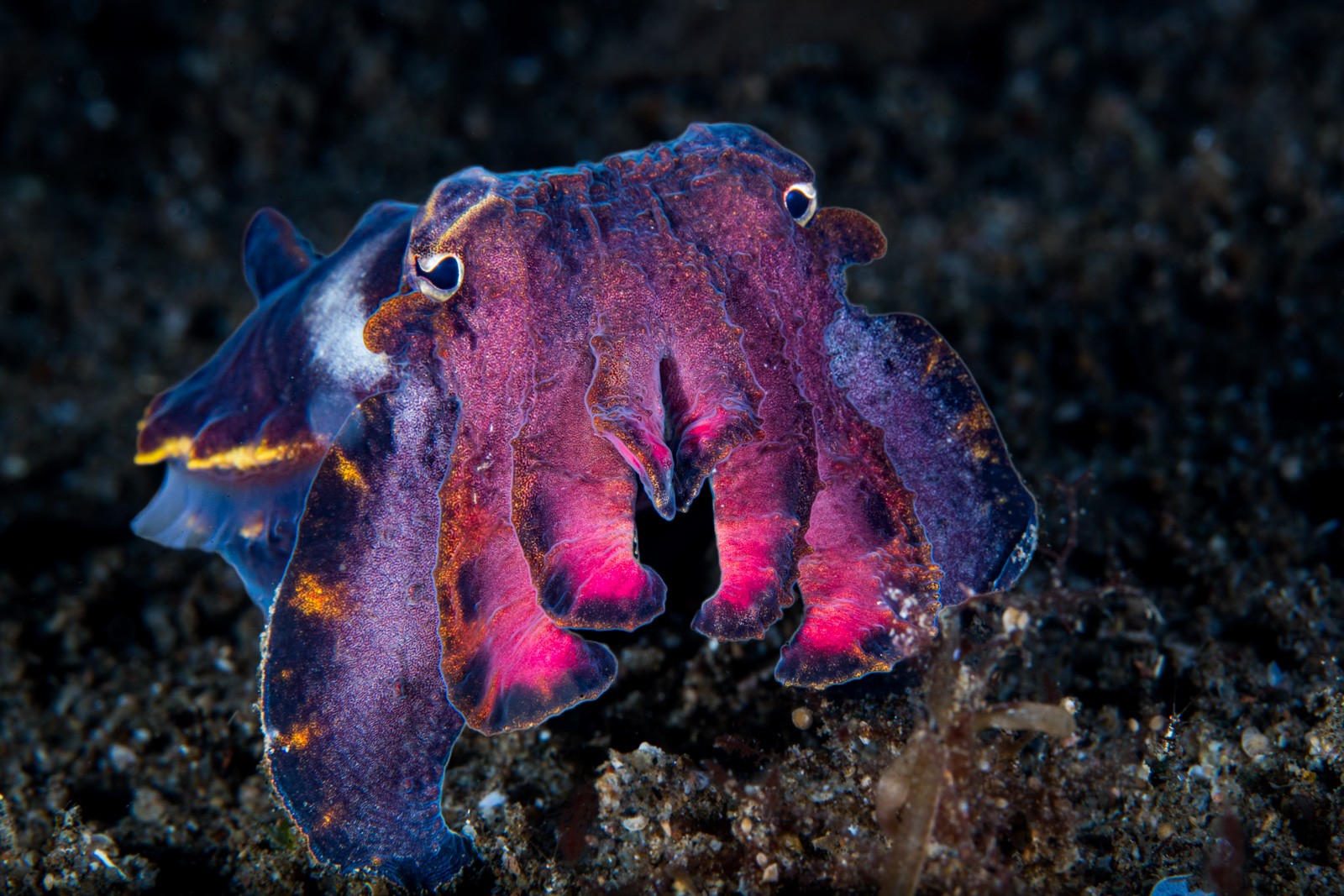 Flamboyant cuttlefish in full display, Dauin