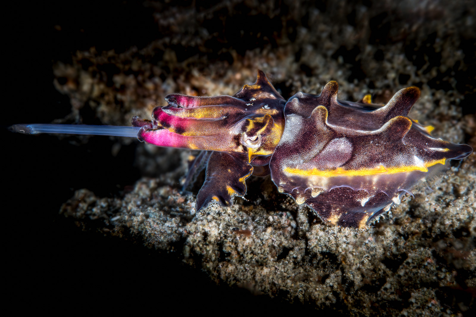 A flamboyant cuttlefish striking, Dauin