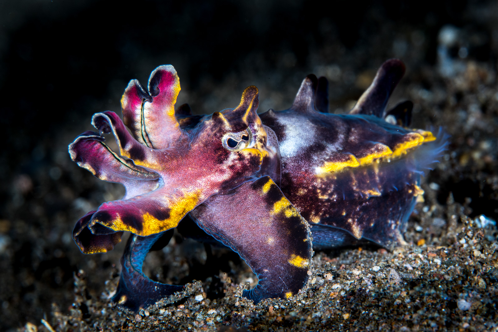 Apo Island