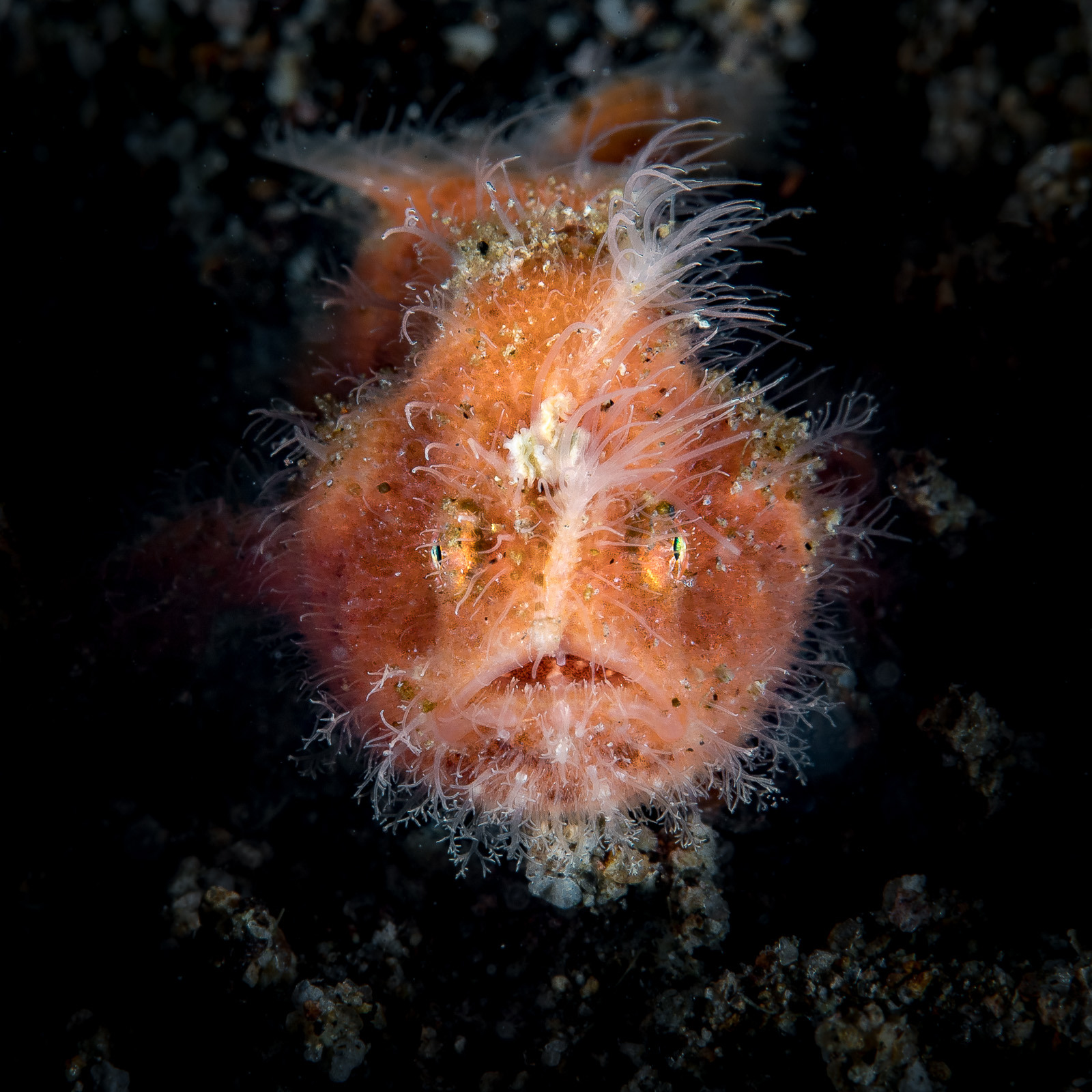 A hairy frogfish head-on, Dauin