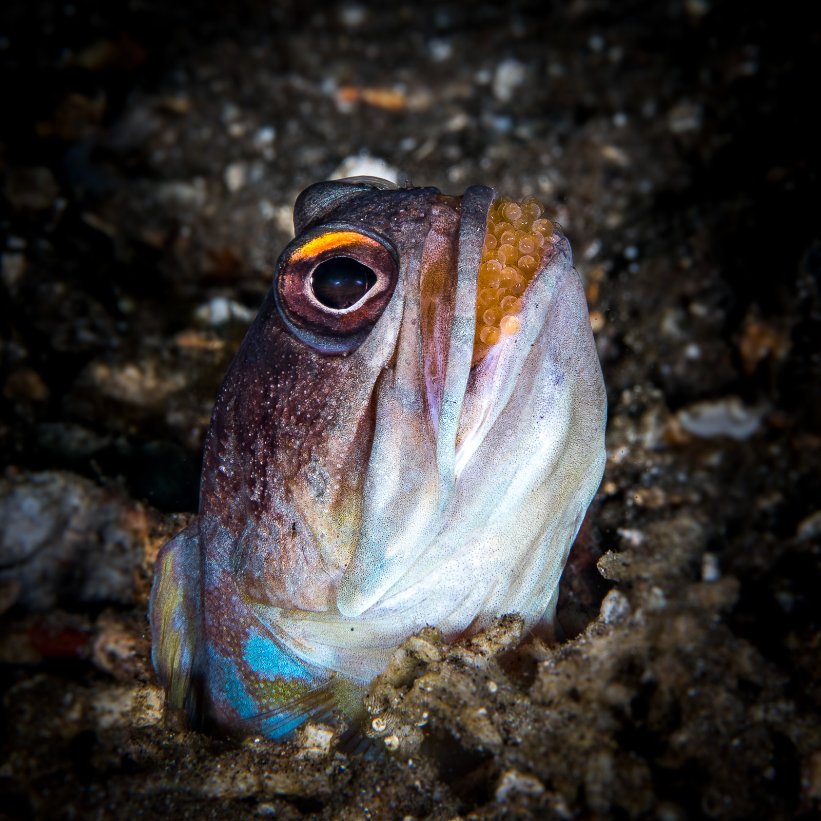 A jawfish guarding eggs, upright in the frame, Dauin