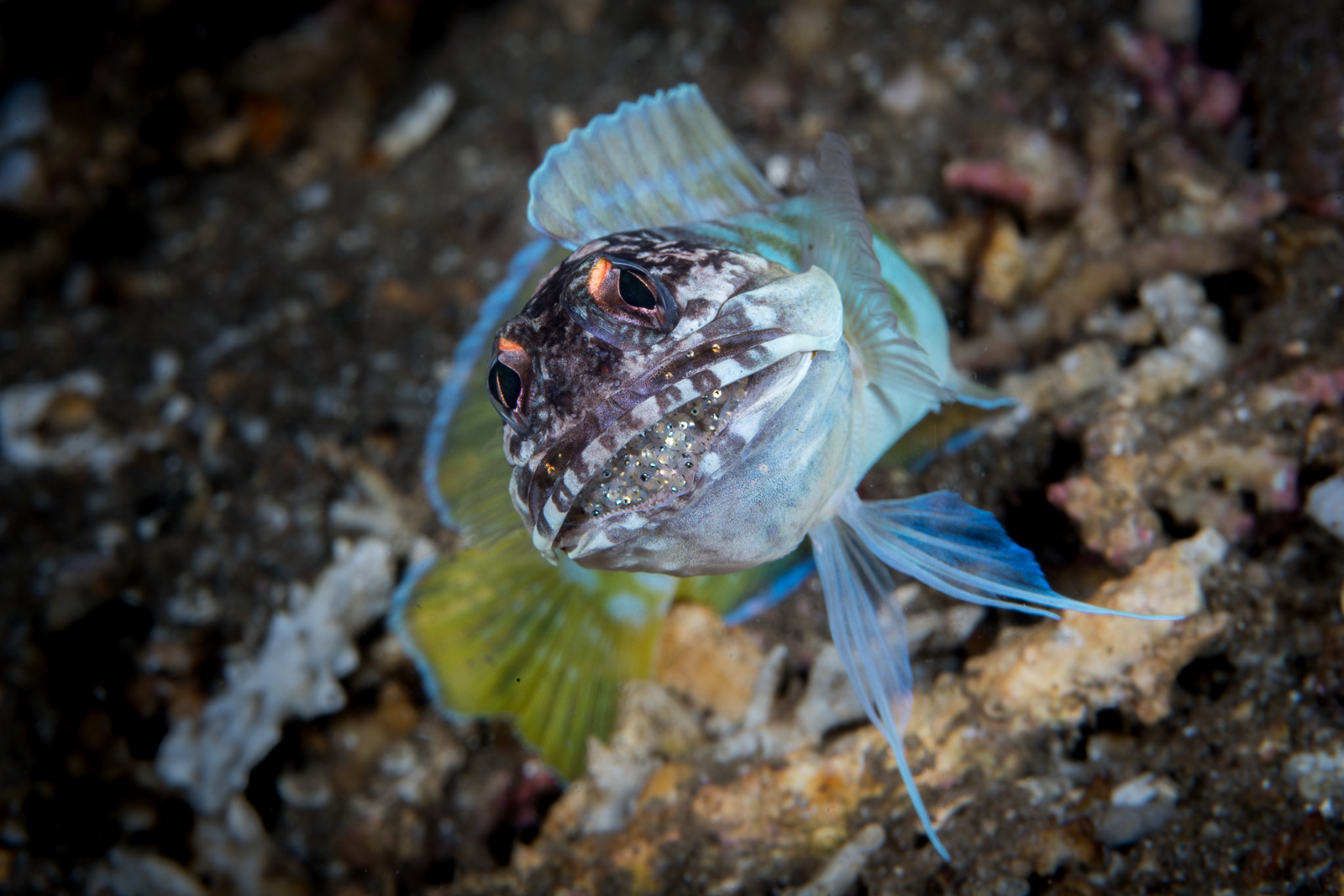 A jawfish, Dauin