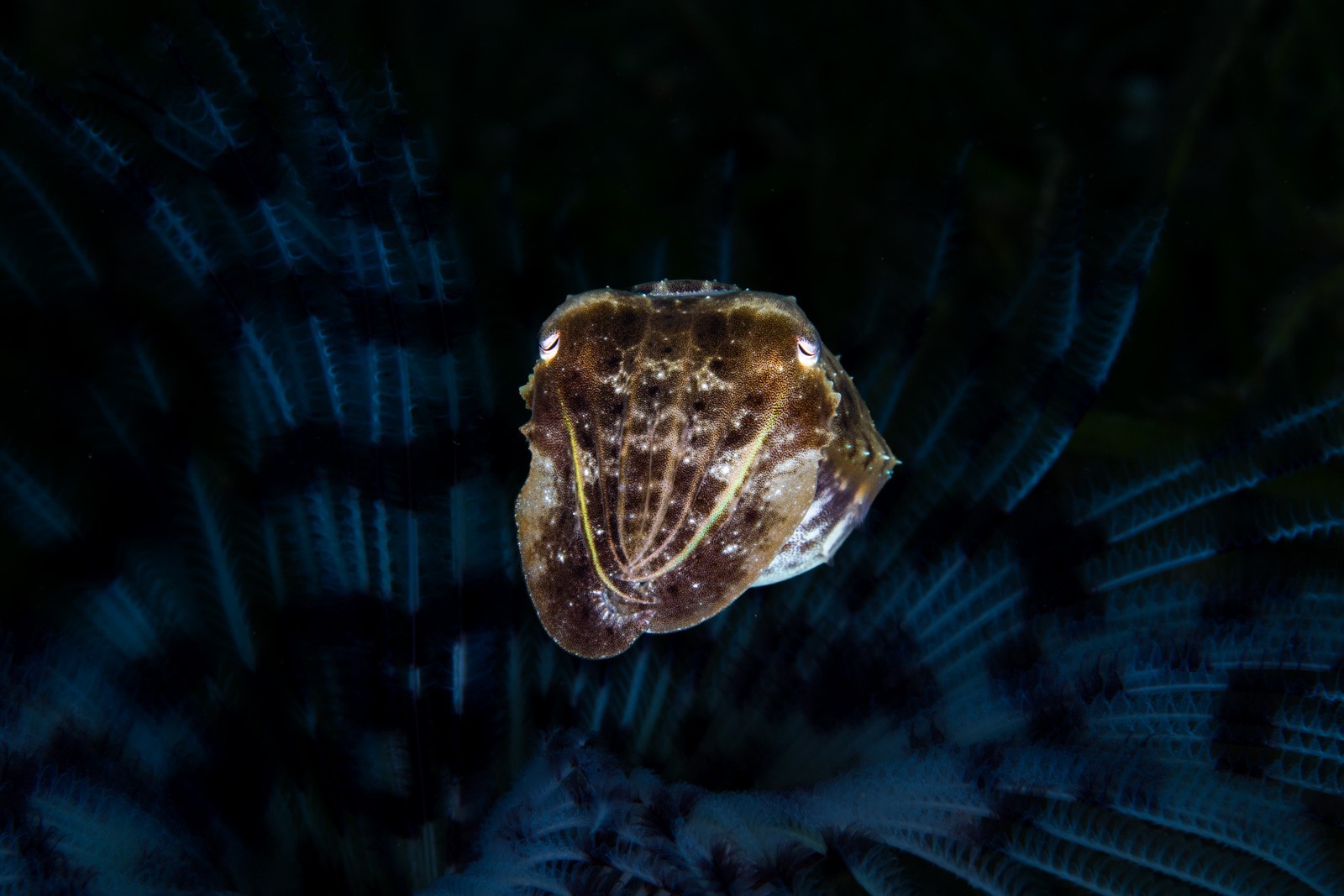 Juvenile cuttlefish against crinoid arms, Dauin