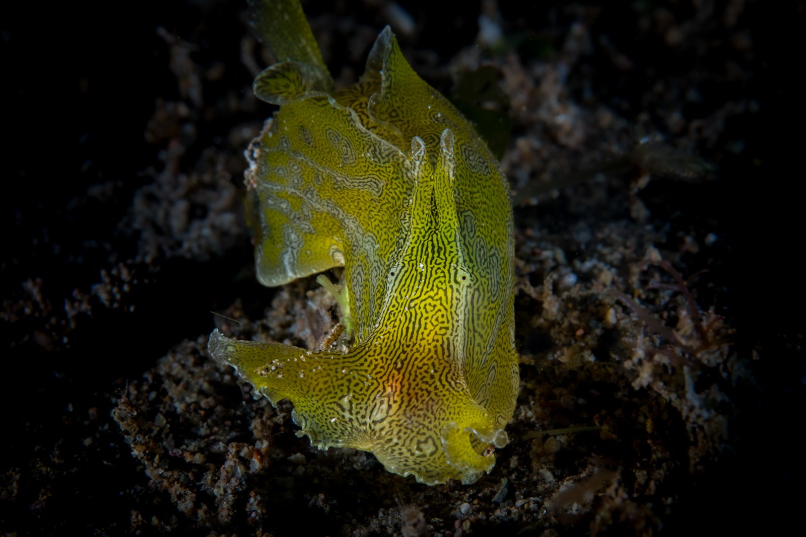 Large nudibranch, maze pattern, Dauin