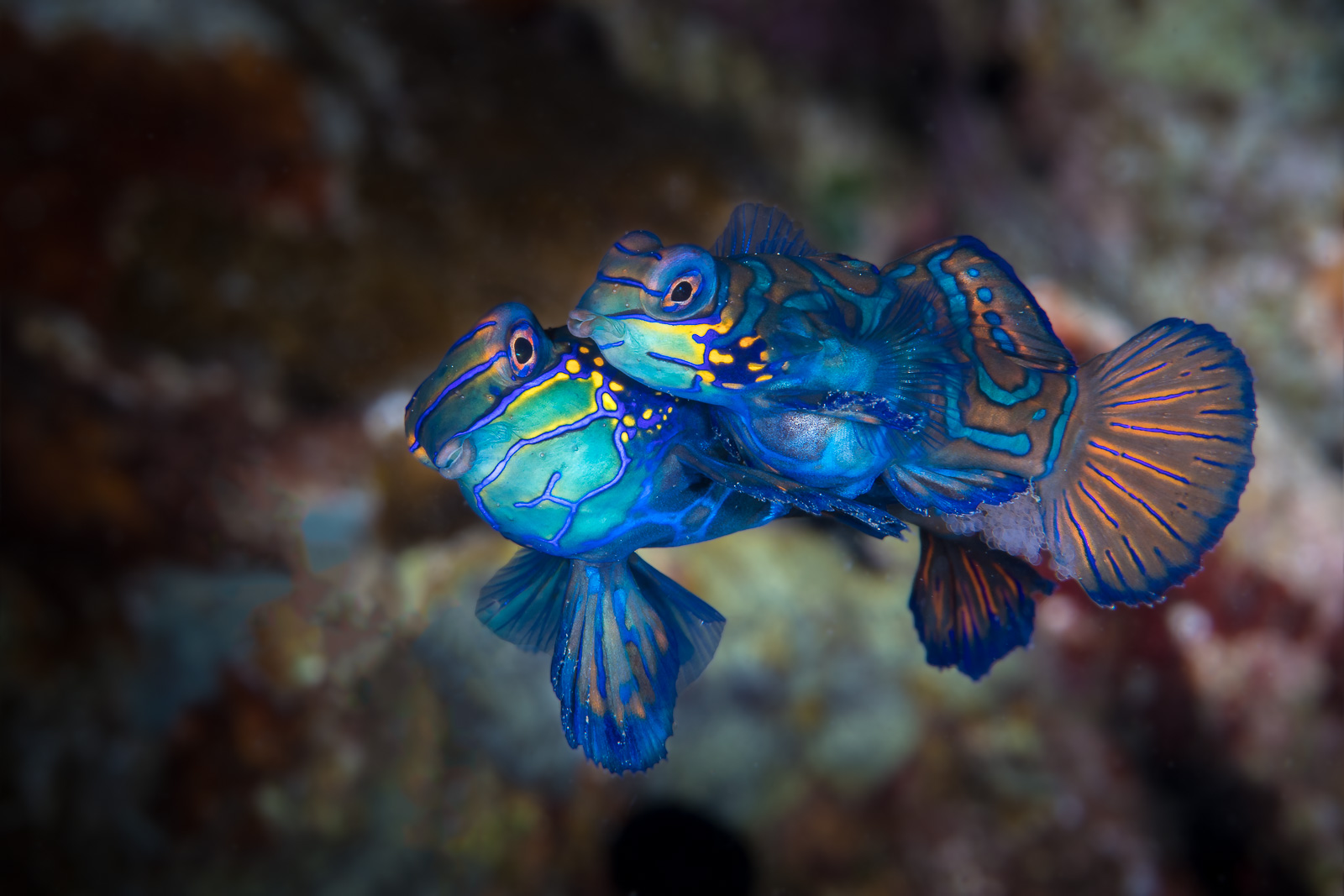 Mandarinfish spawning, Dauin