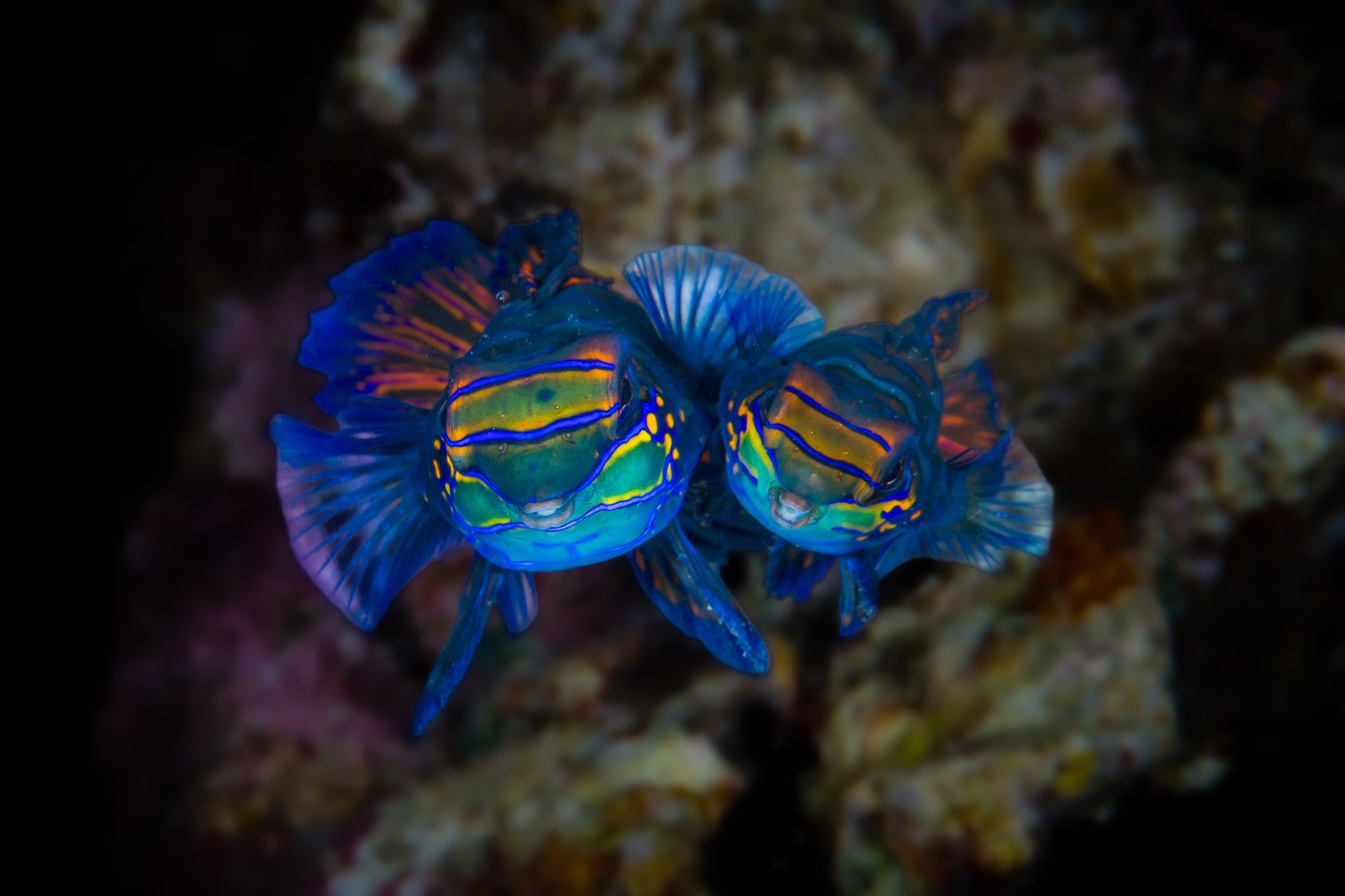 Mandarinfish spawning pair, Dauin