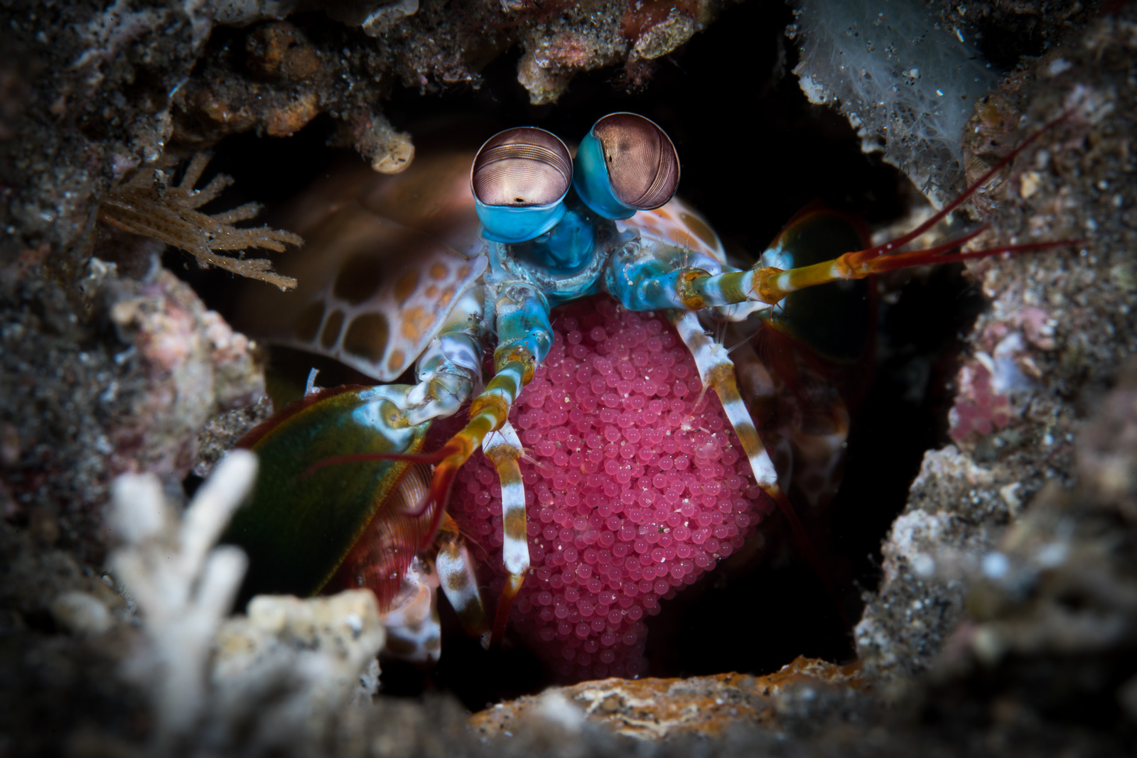 A mantis shrimp guarding eggs, Dauin