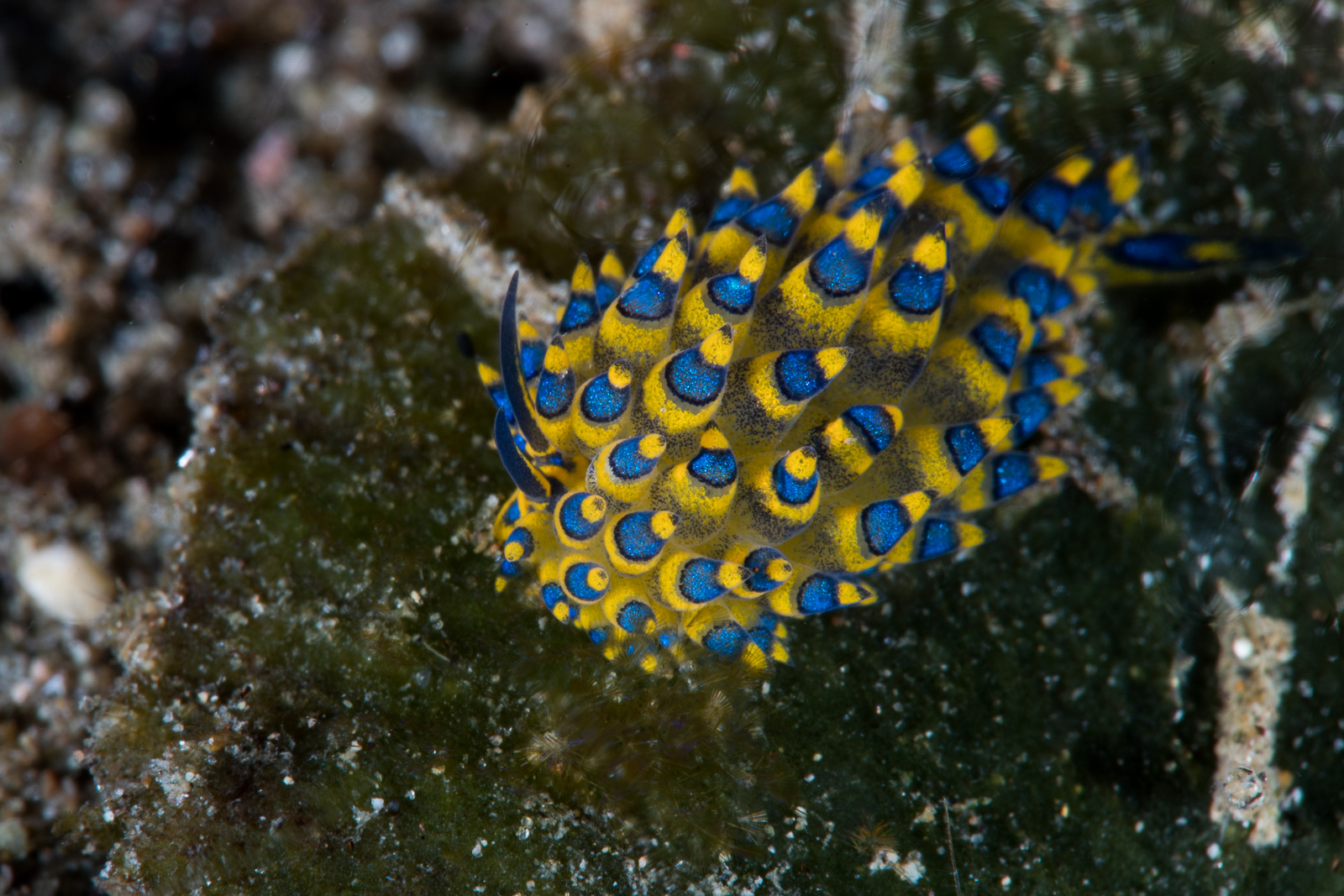A nudibranch in blue water, showing its cerata, Dauin