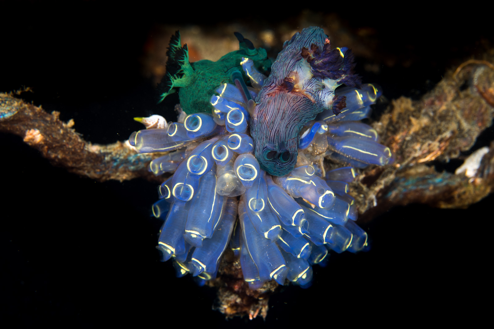 Nudibranchs, Dauin